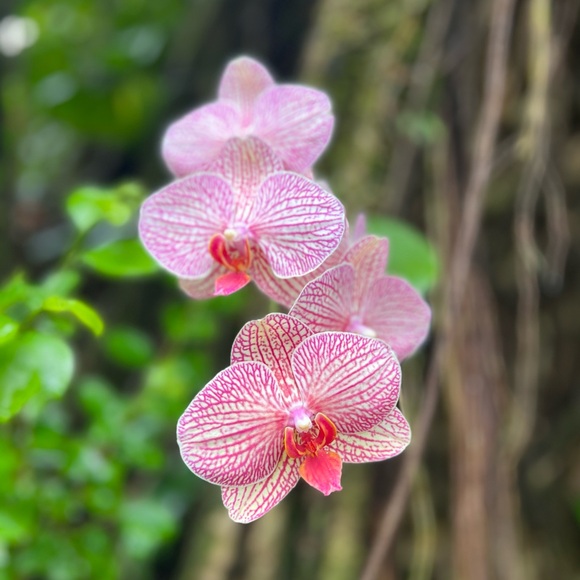 Meet your Posher, Valerie - Picture 1 of 1